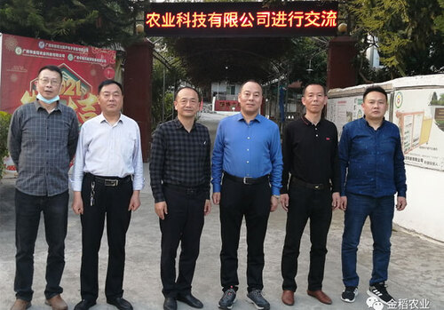 米兰体育app链接：玉米膜下滴灌技能助推玉米增产 