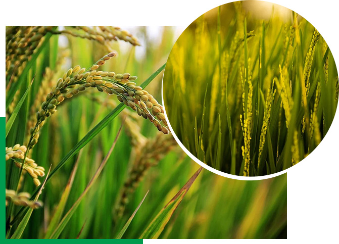 米兰体育下载不了